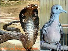 Nama untuk wanitanya adalah qomriyah, untuk pejantannya adalah saq hur. Menguak Mitos Burung Perkutut Berubah Jadi Ular On Kicau