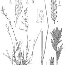 Image result for Chasmopodium purpurascens