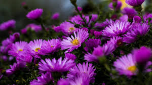 Choose from a curated selection of flower wallpapers for your mobile and desktop screens. Garden Plants Blossoming On Purple Aster Flowers Summer 4k Ultra Hd Wallpaper For Desktop Laptop Tablet Mobile Phones And Tv 3840x2400 Wallpapers13 Com