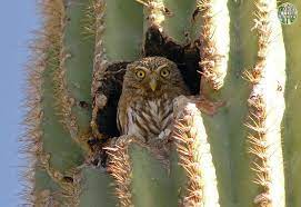 Get your kindle here, or. Cactus Ferruginous Pygmy Owl In Saguaro Wild Sonora Owl Bird Owl Bird