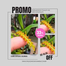 Image result for Bulbophyllum fuscum