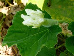 Image result for Lagenaria siceraria