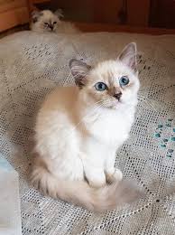 မြန်မာ) or burma, officially the republic of the union of myanmar, is a country in southeast asia. Birman Kitten Scared Birma Holy Birma Birma Birma Cat Katzen