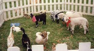 Petting Zoo Petting Zoo Birthday Petting Zoo Birthday Party Zoo Birthday Party