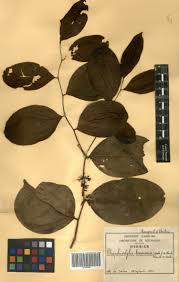 Image result for Rhaphiostylis beninensis