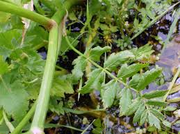 Image result for Berula erecta