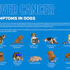 Make sure you browse our recent post seizures are possible signs of a wide range of diseases including liver disease, toxins, or brain but the cancer cells in dogs may metastasize faster than human cancer cells. 1