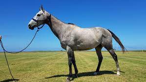 Find horses for sale on the leading international horse market ehorses ✓ more than 17000 horse advertisements ✓ more than 300 new horses daily. Horses Argentina Polo Academy