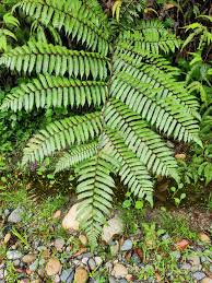Image result for Cyatheaceae