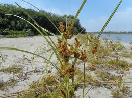 Image result for Cyperus chersinus