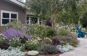 Prune the star jasmine after flowering if it becomes too vigorous and grows someplace it is not wanted. Best Drought Tolerant Perennials Annuals That Are Deer Resistant Too Le Jardinet