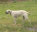 Australian Staghound - Wikipedia