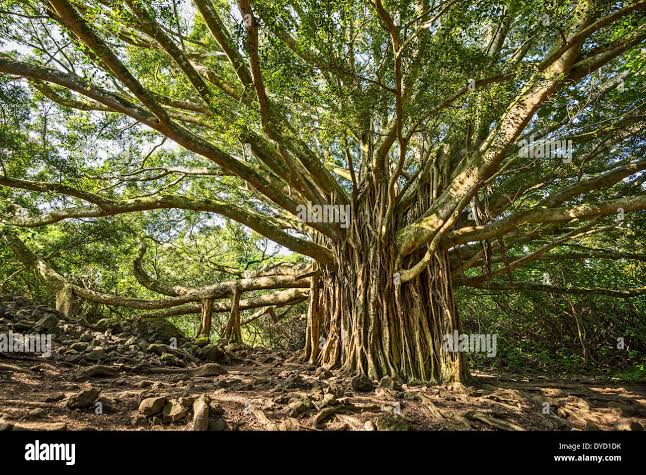 The large and majestic banyan tree located on the Pipiwai Trail in Maui Stock Photo - Alamy