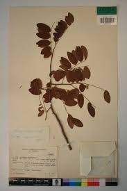 Image result for Dalbergia nitidula