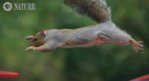 039 American Ninja Warrior 039 Squirrel Edition