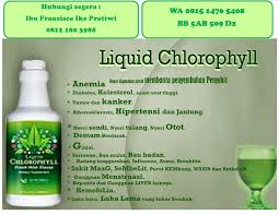 Klorofil Cair Untuk Diet Klorofil Cair Murah Cairan Klorofil Bahaya Klorofil Cair Harga Klorofil Cair Manfaat Klorofil Cair Suplemen Nyeri Otot Otot Gin