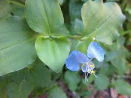 Image result for Commelina nyasensis
