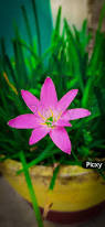 Image result for Zephyranthes minuta