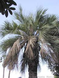 Image result for Butia
