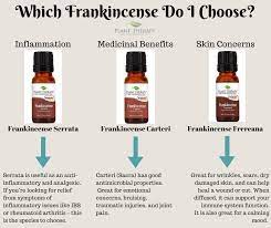 How To Choose An Oils When You Have More Than One Version Plant Therapy Essential Oils Essential Oils Herbs Plant Therapy Oils