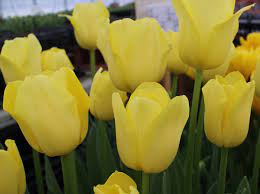 Tulip World Friendship Flowers Tulips Plants