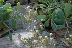 Image result for Kalanchoe latisepala