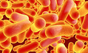 Image result for Typhoid Fever