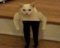 Check spelling or type a new query. Cat In Funny Pants 9gag