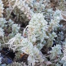 Image result for Chenolea