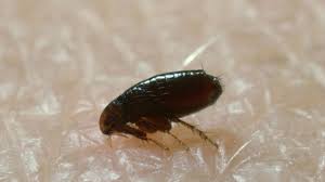 Flea bombs and foggers treat severe infestations which professional pest control experts are usually called even veterinarians recommend advantage to get rid of fleas. How To Prepare For Flea Control Service