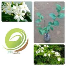 Gambar pohon bunga hitam putih. Jual Produk Bunga Melati Putih Termurah Dan Terlengkap Juli 2021 Bukalapak