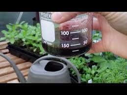 Maybe you would like to learn more about one of these? Feeding Seedlings With Seaweed Extract Youtube