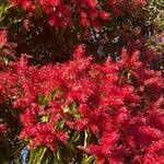 Image result for Triplaris americana