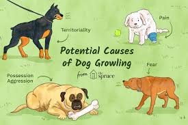 Luckily it's usually pretty straightforward to figure out what's going on and correct the problem. Why Dogs Growl And What Dog Growling Means