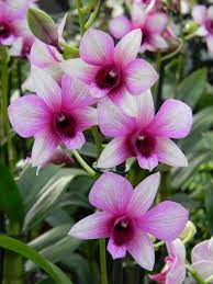 Dendrobium Phalaenopsis Dendrobium Orchid Dendrobium Orchids Phalaenopsis Pretty Plants
