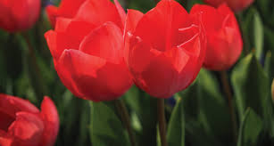 Check spelling or type a new query. 41 Types Of Red Flowers Proflowers Blog