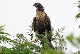 Anak sriti yang belum bisa makan sendiri harus disuapi dengan kroto segar tiga kali sehari. Raptor Tak Bawa Selsema Burung Ke Malaysia Mns