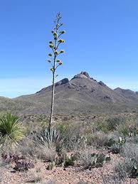 Image result for Buchnera strictissima