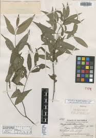 Image result for Crossopetalum mossambicense
