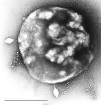 Archaea Wikipedia La Enciclopedia Libre Archaea