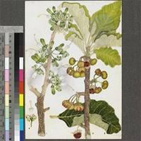 Image result for Turraea nilotica