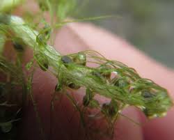 Image result for Utricularia stellaris