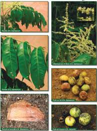 Image result for Antrocaryon nannanii