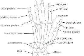 Image result for Hand Anatomy