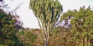 Euphorbia ingens is a species of flowering plant in the family euphorbiaceae. Euphorbia Ingens Tree Sa