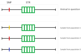Snp genotyping is the measurement of genetic variations of single nucleotide polymorphisms (snps) between members of a species. Was Sind Snpstrs