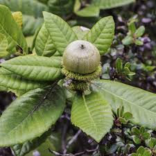 Image result for Daknopholis