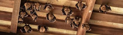 Learn what to do about bats in the attic. Bat Control Pest Control In Ca Nv Advanced Ipm