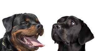 This rottweiler and labrador hybrid dog is sometimes nicknamed a rottador. Rottweiler Vs Labrador Which Dog Is Right For Your Family