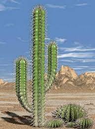 Cactus (plural cacti or cactuses or cactusses or cactus). Tree In Hindi And English à¤ª à¤¡ à¤• à¤¨ à¤®
